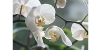 Orchid Unidose
